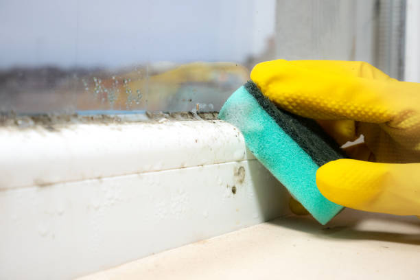 Best Residential Mold Remediation in Elverta, CA