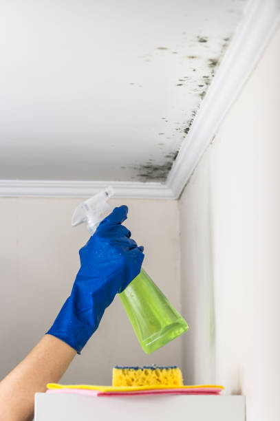 Best Basement Mold Remediation in Elverta, CA