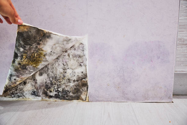 Best Residential Mold Remediation in Elverta, CA